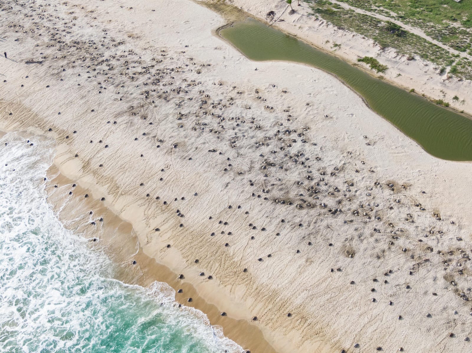 Denuncian saqueo de huevos en Playa Escobilla, Oaxaca