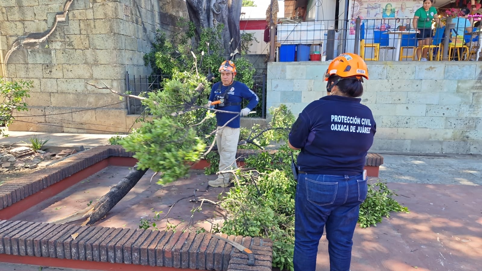 Cae rama de árbol y lesiona a cuatro personas en Jardín Sócrates