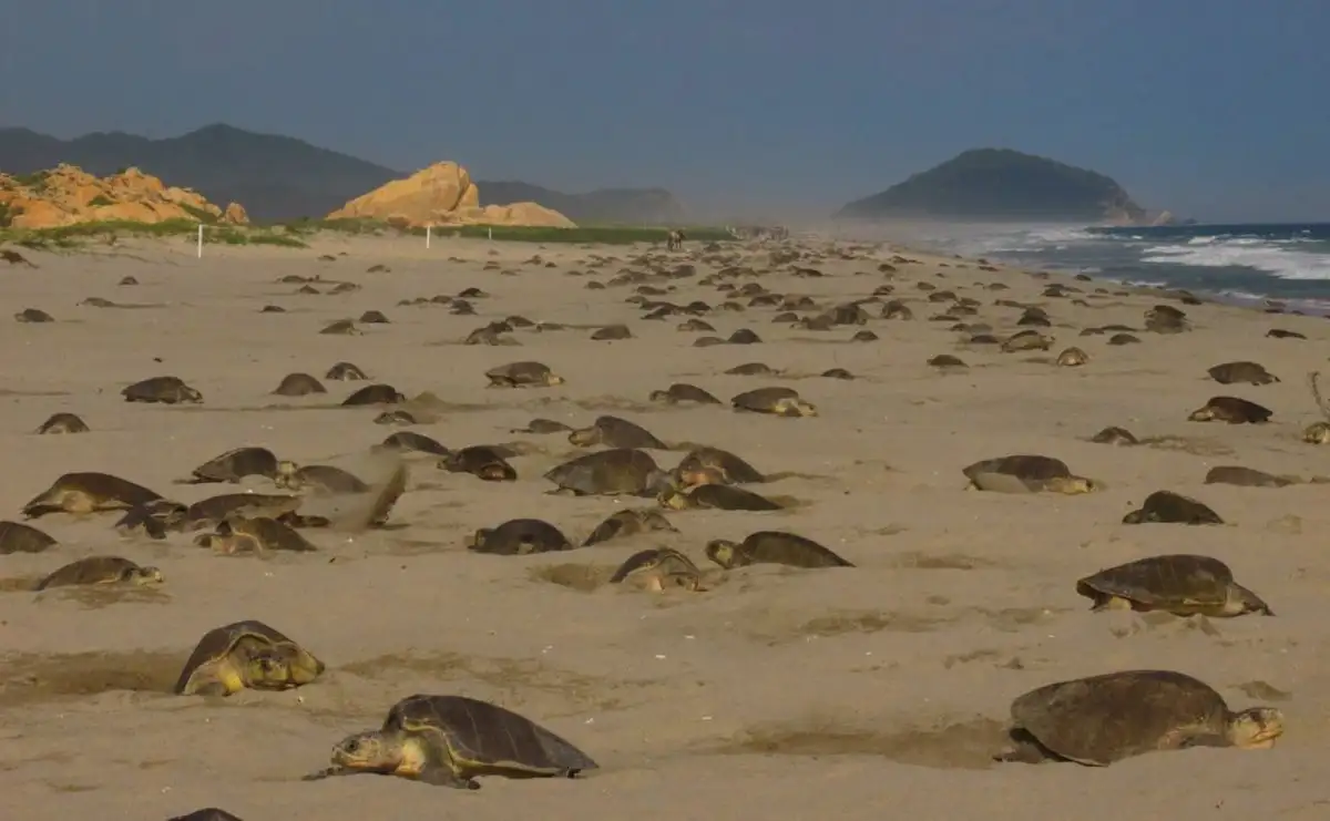 Liberan más de 34 millones de crías de tortuga en santuario oaxaqueño