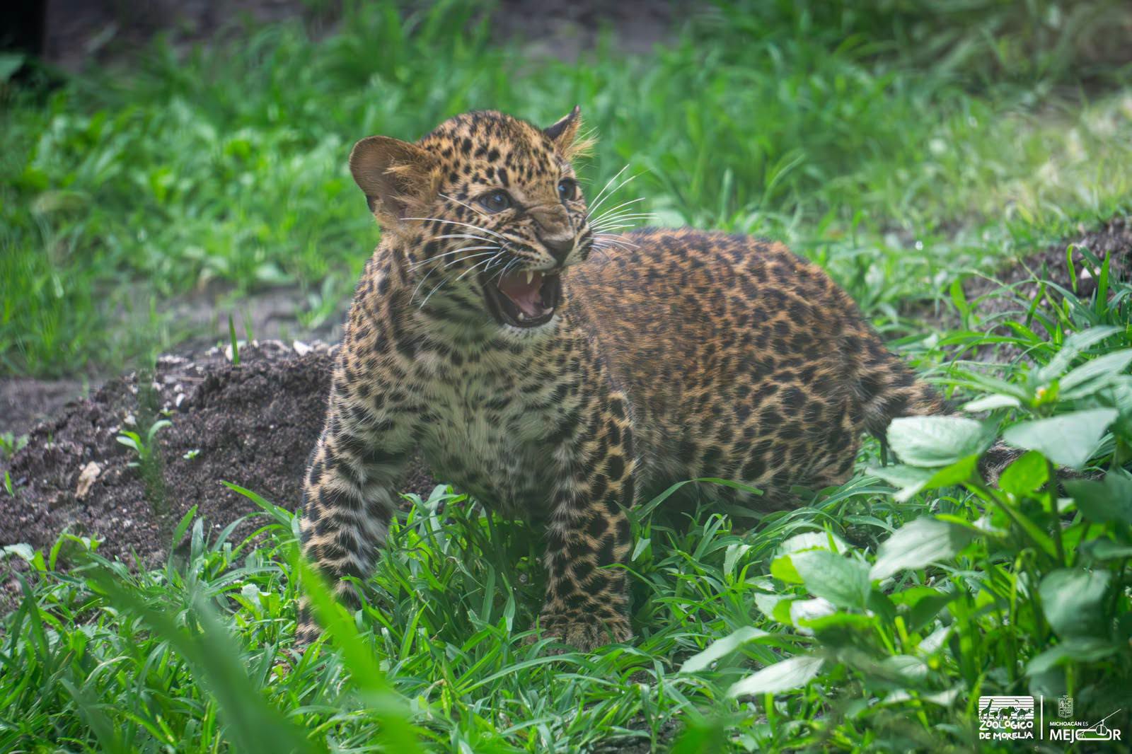 Zoológico de Morelia rompe récord con la reproducción de más de 48 especies en 2026