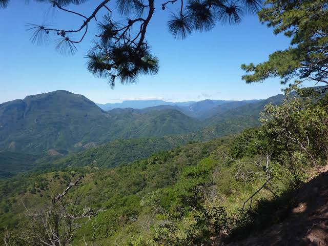 Santa María Chimalapa cede el 73% de su territorio a conservación; acusa imposición federal