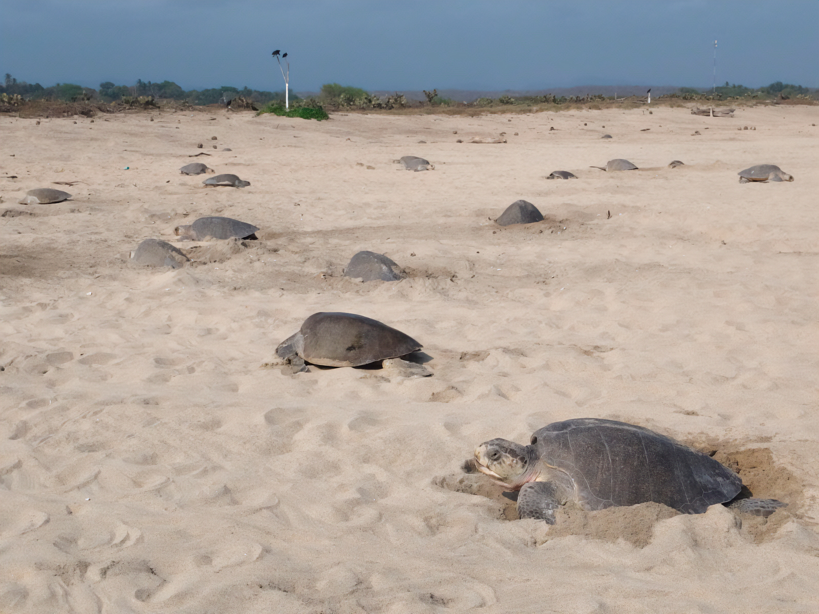 Profepa protege arribadas de tortuga marina en playas de Oaxaca