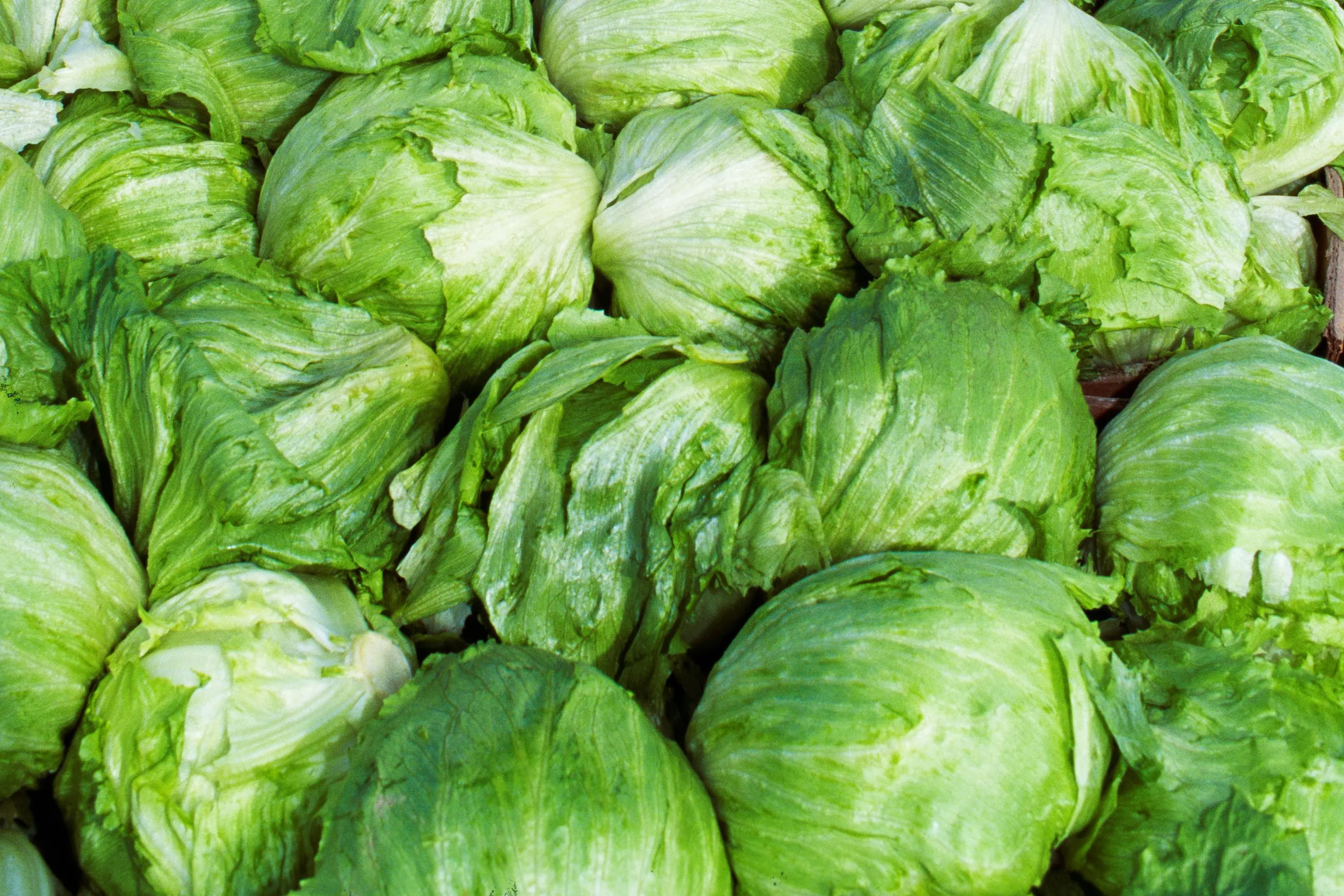 FDA rectifica alerta sobre lechuga mexicana en brote de diarrea explosiva