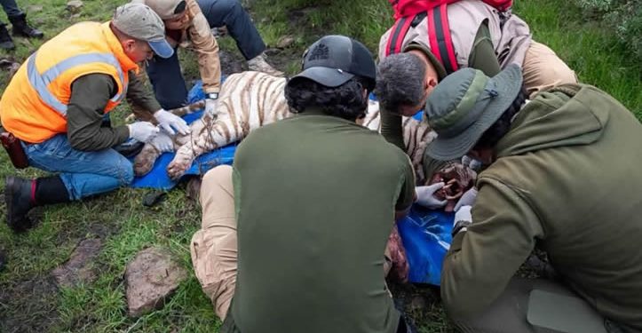 Capturan y abate operativo a tigre de Bengala fugado en Edomex